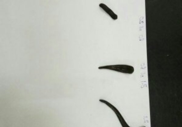 Sülük Boyutları 